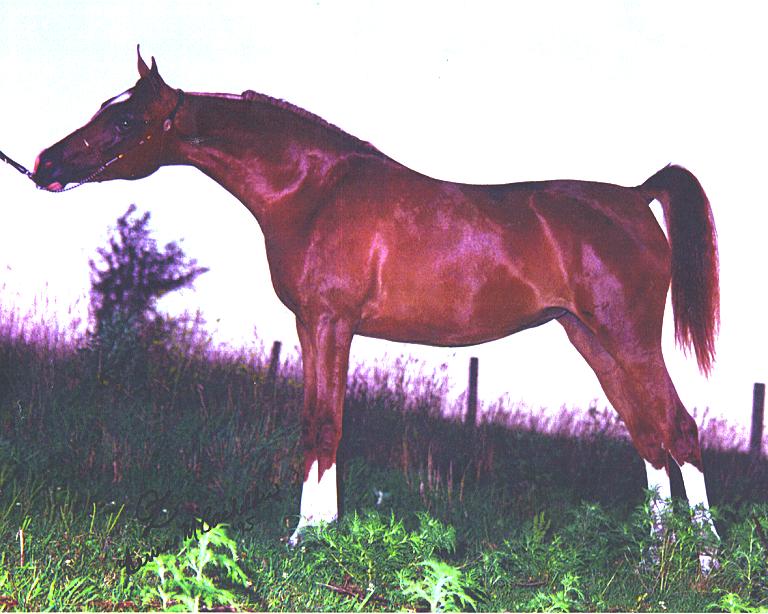 Ras Aguda Halter yearling